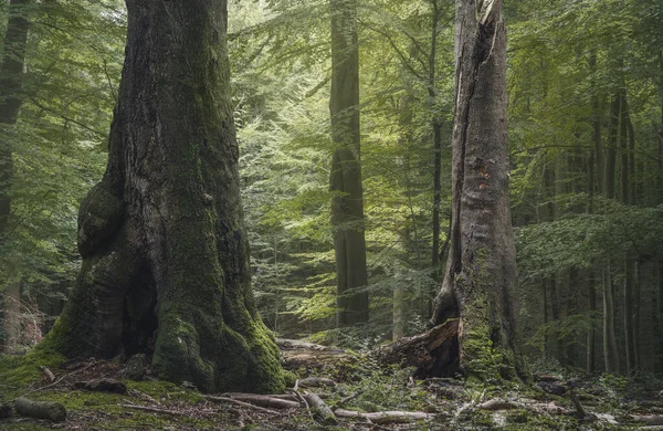 Spokojny Las Zielonymi Liśćmi Staro Rosnącymi Drzewami Grasten Forest Dania Obraz Stockowy