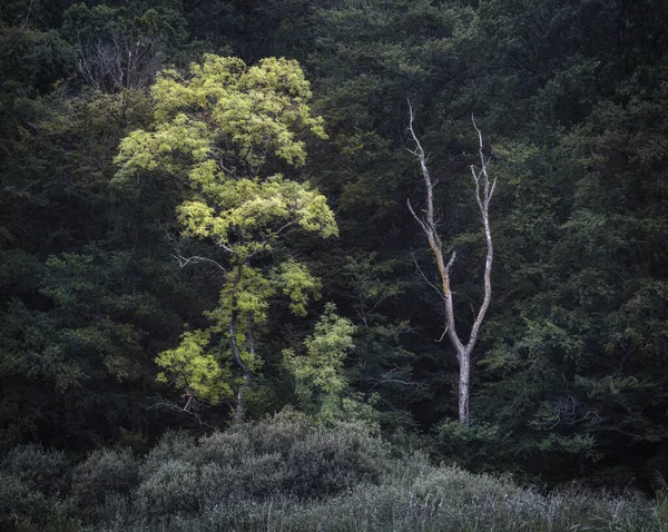 Árvore Verde Exuberante Com Crescimento Próspero Rodeado Pela Natureza Dinamarca — Fotografia de Stock