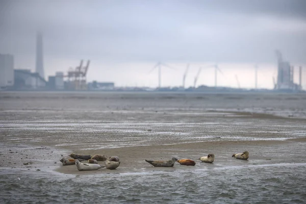 在法诺岛上沙岸休息的海豹宝宝 背景是丹麦埃斯博格港 — 图库照片