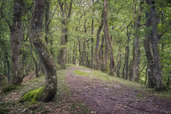 Árvores Velhas Num Bosque Tranquilo Com Carácter Antigo Denmark — Fotografia de Stock