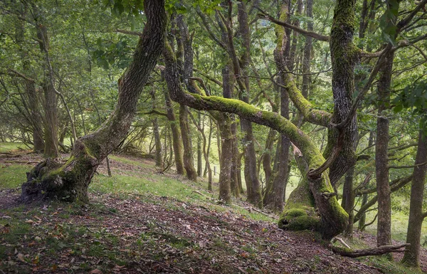 Stare Drzewa Spokojnym Leśnym Gaju Starożytnym Charakterze Denmark Obrazek Stockowy