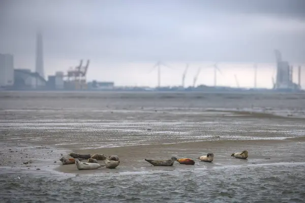 在法诺岛上沙岸休息的海豹宝宝 背景是丹麦埃斯博格港 图库图片