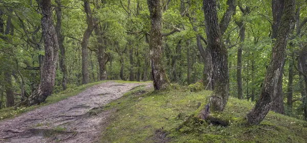 Denmark古色古香的森林中的老树 免版税图库照片