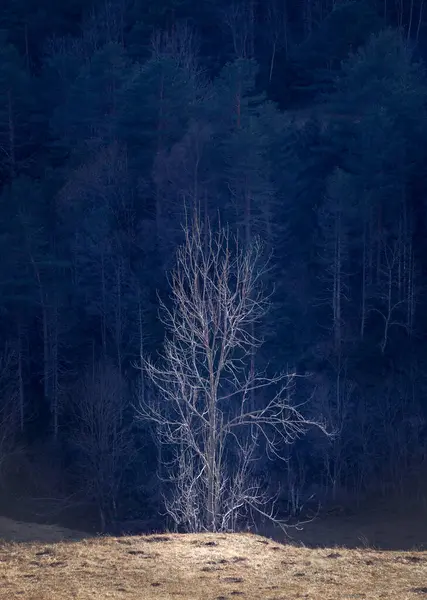 単一の木は空のフィールドの真ん中に一人で立っています ロイヤリティフリーのストック画像