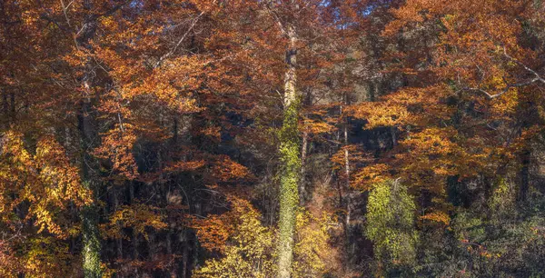 stock image La Grevolosa beech forest in Catalonia, the autumn colors of the deciduous trees in the Northern Hardwood forest biome