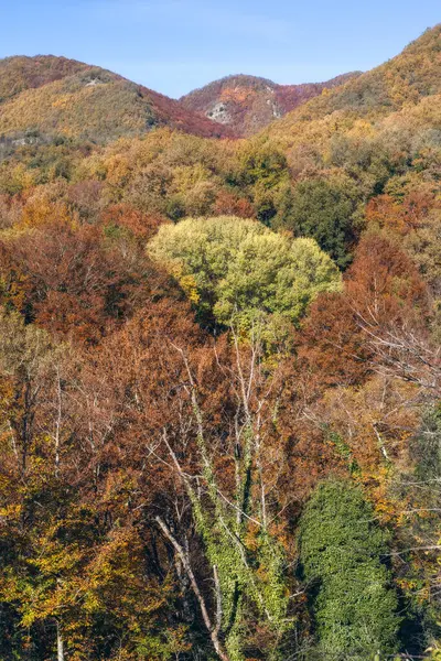 stock image Dense forest of trees in an outdoor setting during autumn in La Grevolosa Beech Forest, Catalonia