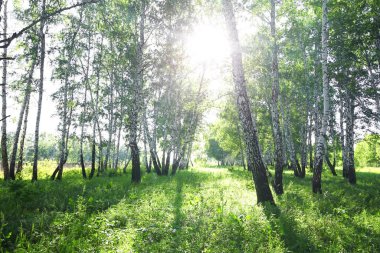 Yaz huş ağacı, güneşli