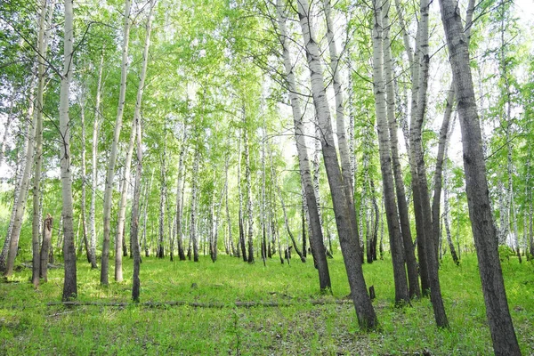 Brzozy Letnie Krajobraz Leśny — Zdjęcie stockowe