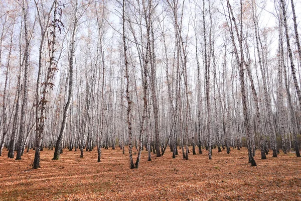 아름다운 자작나무 — 스톡 사진