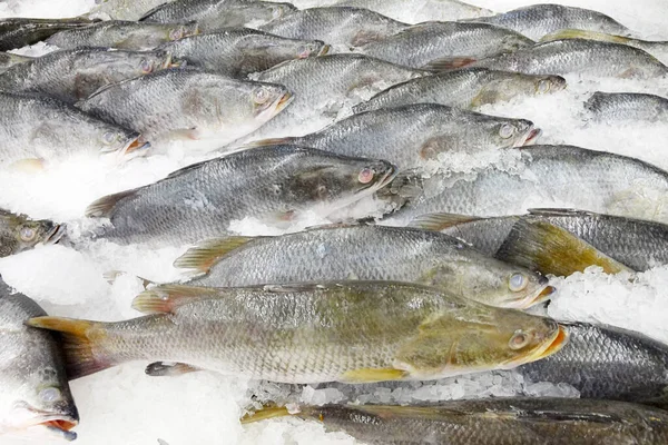 Peixe Fresco Num Gelo Num Supermercado — Fotografia de Stock