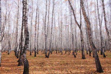 Güzel sonbahar huş ağacı ormanı