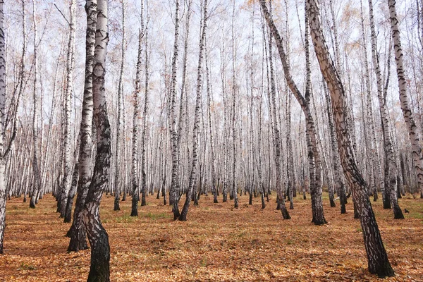 Bela Floresta Vidoeiro Outono — Fotografia de Stock