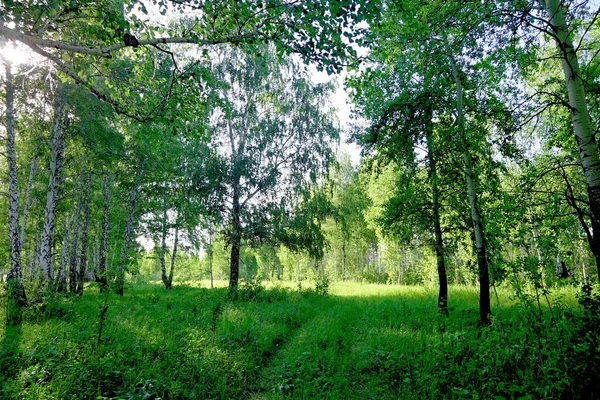 Las Brzozowy Jako Tło — Zdjęcie stockowe