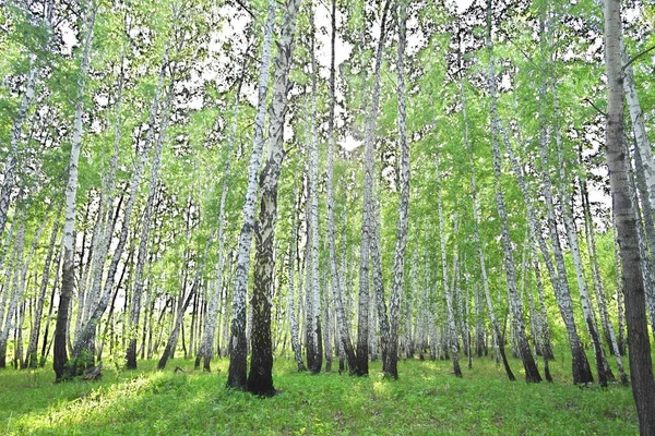 夏天的桦树 森林景观 — 图库照片