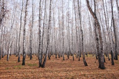 Güzel sonbahar huş ağacı ormanı