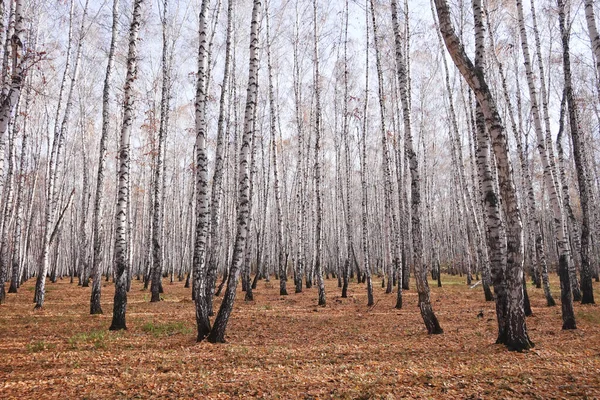 stock image Beautiful autumn birch forest