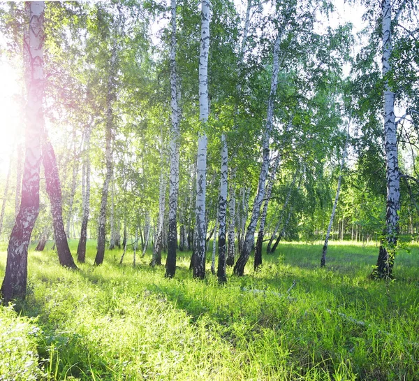 夏の白樺林と太陽 — ストック写真