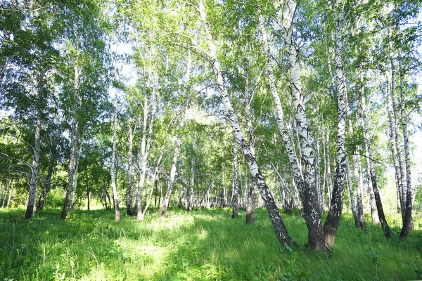 夏の白樺林と太陽 — ストック写真