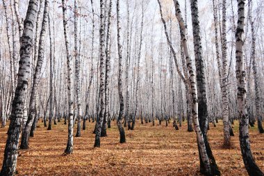 Güzel sonbahar huş ağacı ormanı