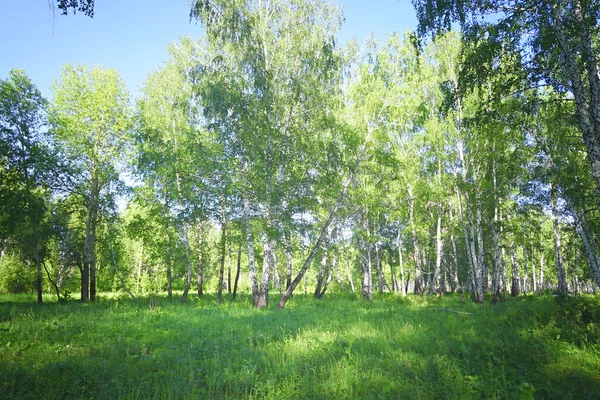 Summer Birch Forest Background — Foto de Stock