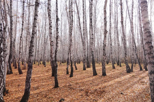 Bela Floresta Vidoeiro Outono — Fotografia de Stock