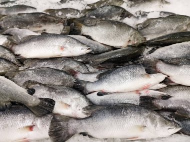 Buzda taze balık.