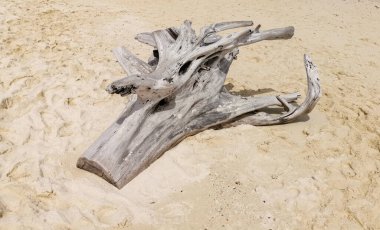 Beyaz bir kumsalda sürüklenen dallar.