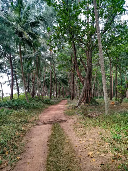 Droga Wiejska Lesie Palmowym Obrazek Stockowy