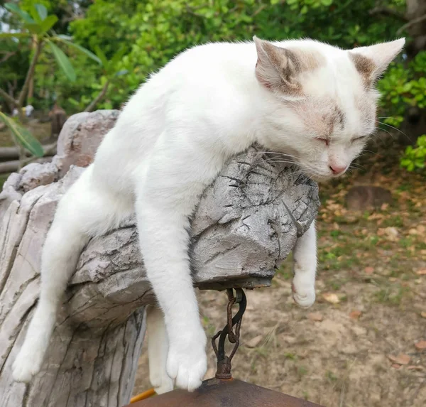 Крупним Планом Знімок Сплячої Кішки Ліцензійні Стокові Фото