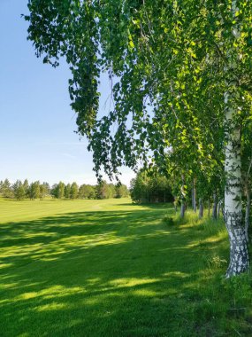Yaz parkında huş ağaçları