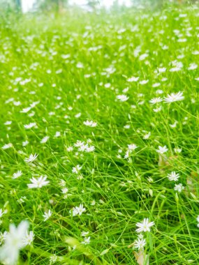 Stellaria graminesine yakın çekim