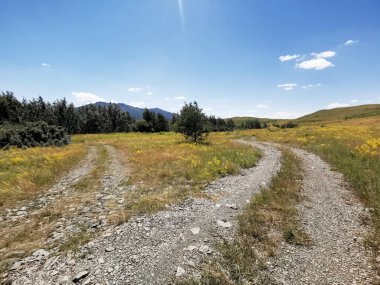 Tarladaki çatallı yollar