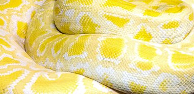 A yellow and white snake with a pattern on its back. The snake is curled up and he is resting clipart