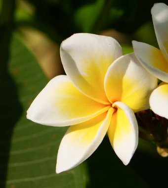 Frangipani çiçeğinin yakın çekimi