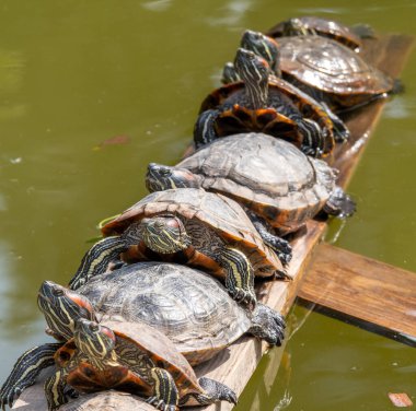 Parkta beş kaplumbağa.