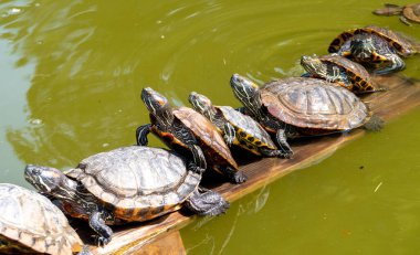 Kaplumbağaları yakın çekim
