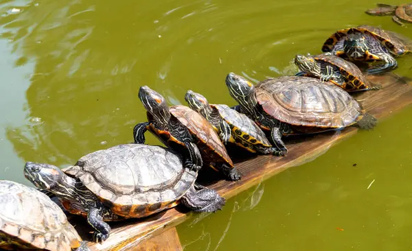 Kaplumbağaları yakın çekim