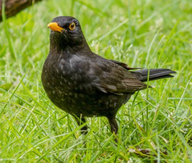 Karatavuk portresi, Turdus merula
