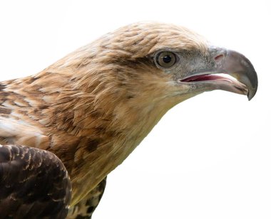 Beyaz arkaplanda beyaz karınlı kartal