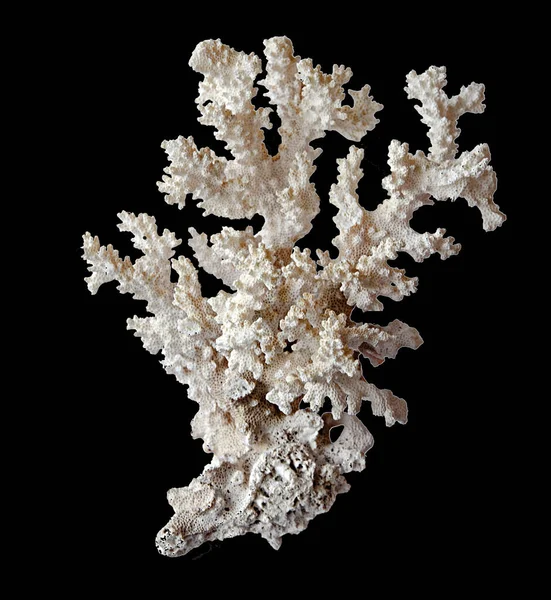 Κοράλλι Απομονωμένο Μαύρο Φόντο — Φωτογραφία Αρχείου