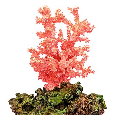 beyaz arkaplanda izole mercan