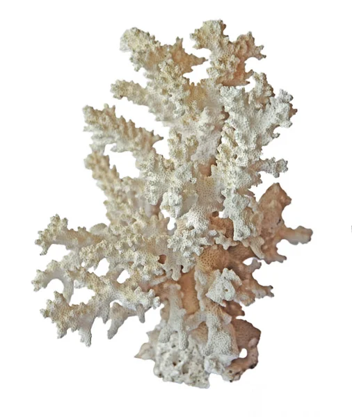Koralle Isoliert Auf Weißem Hintergrund — Stockfoto
