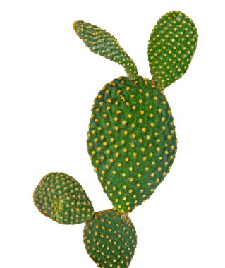 Opuntia kaktüsünü kapatın. 