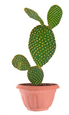 Tenceredeki Opuntia kaktüsünü kapat.