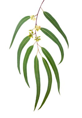 Okaliptüs dalı yakın çekim