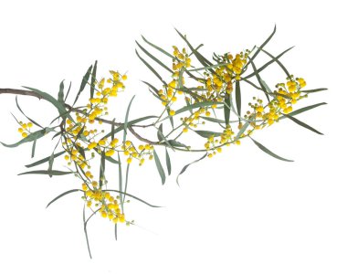 Acacia saligna 'yı kapat