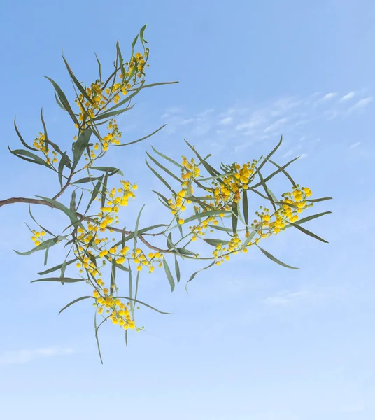 Close Acacia Yellow Flowers — Stock Photo, Image