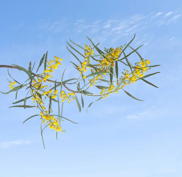 Zbliżenie Akacji Żółtymi Kwiatami — Zdjęcie stockowe