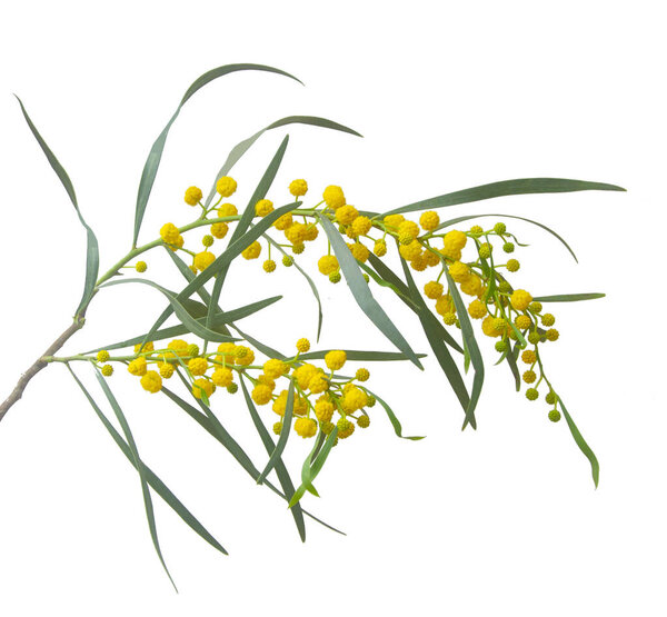 Закрыть Акацию Салинью