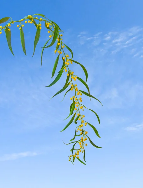 黄色の花でアカシアのクローズアップ — ストック写真